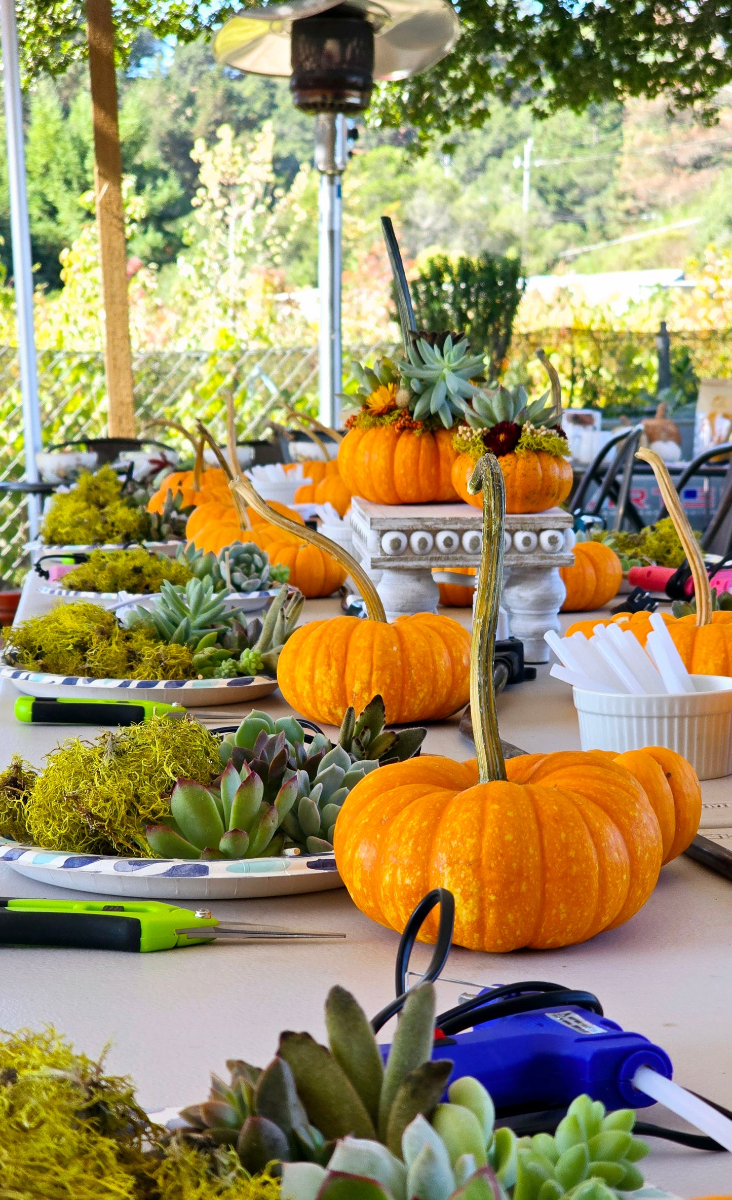 Succulent Pumpkin Event Tickets