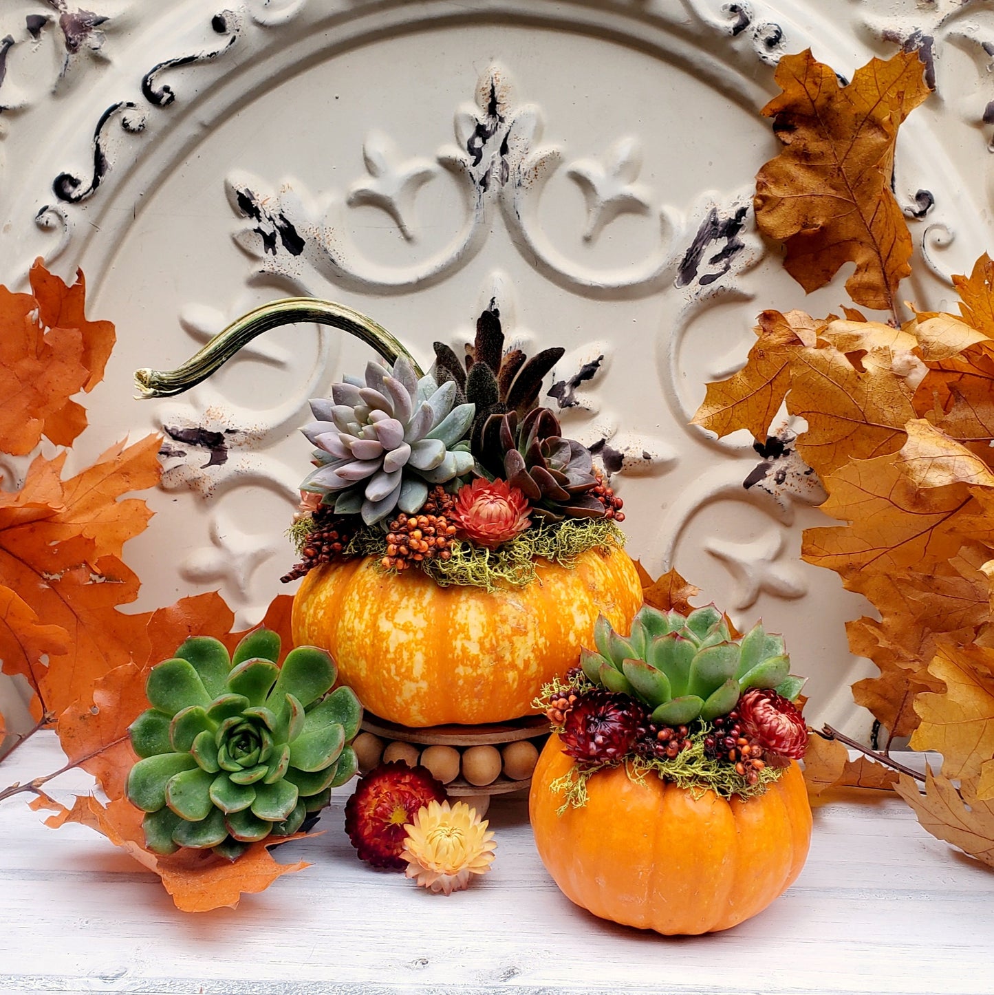 Succulent Pumpkin Event Tickets