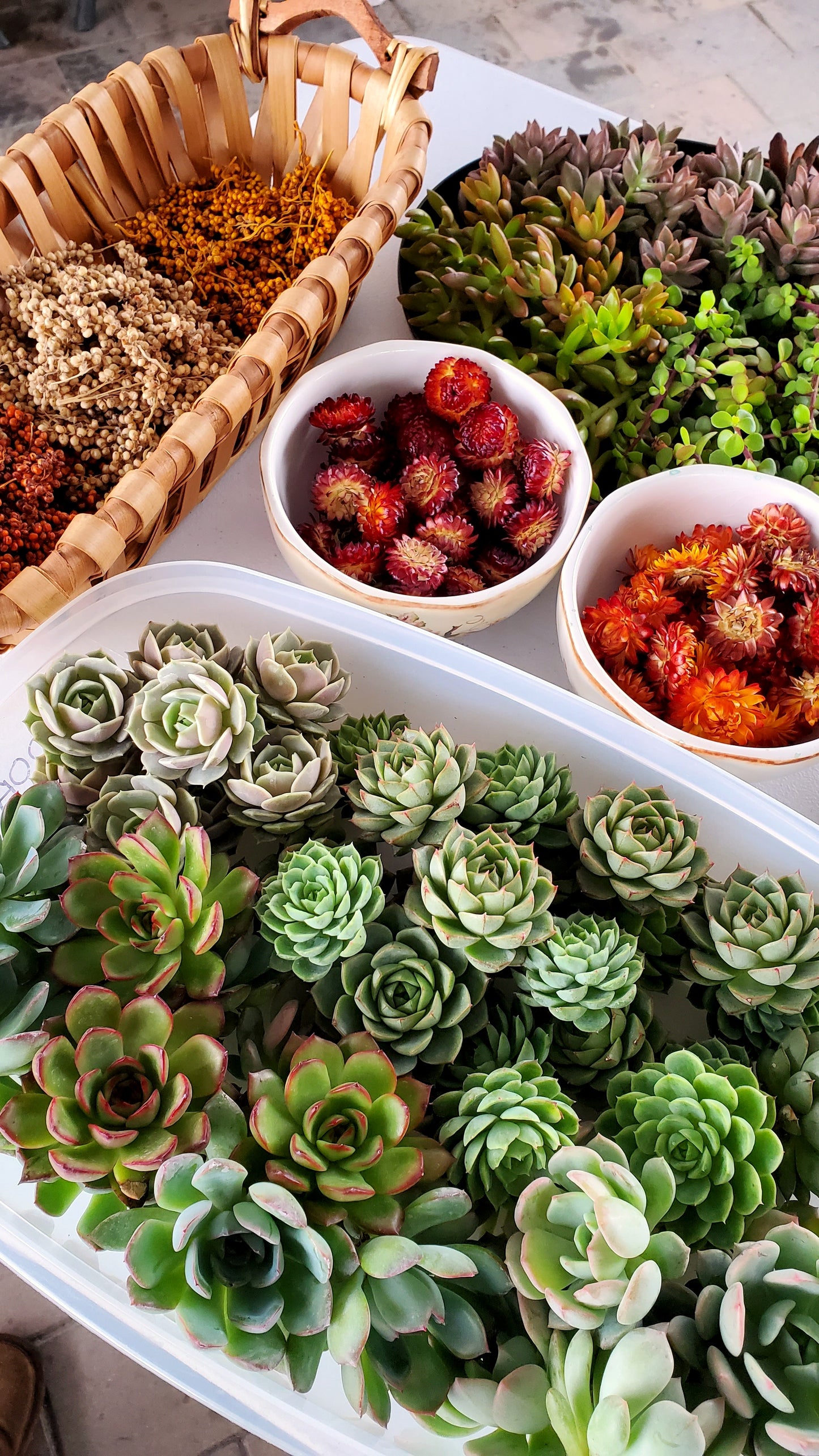Succulent Pumpkin Event Tickets